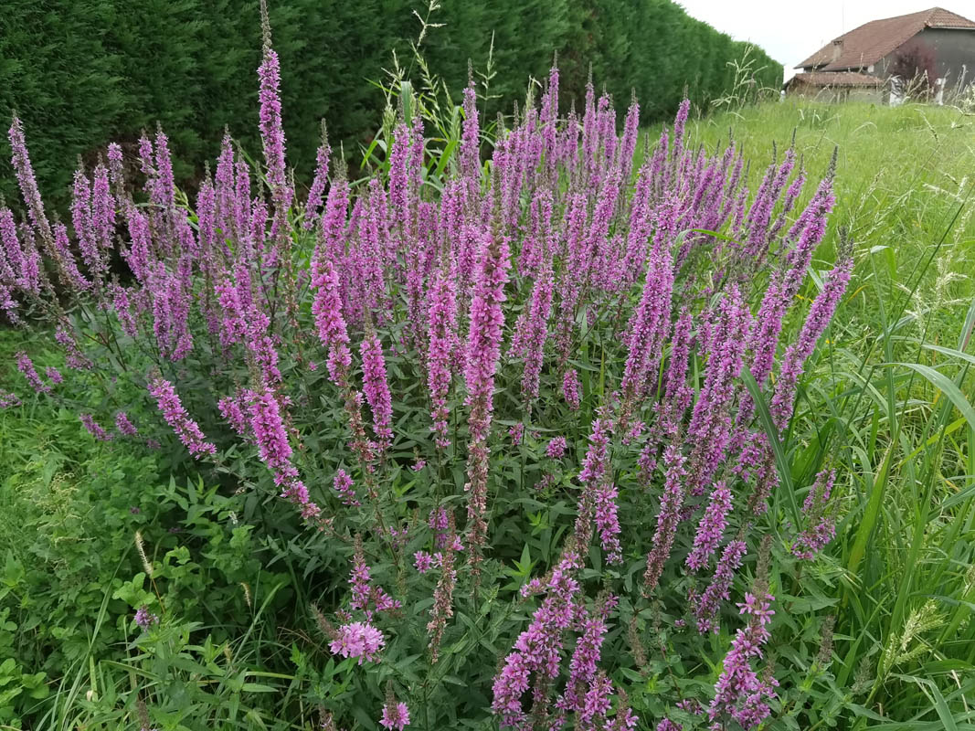 Lythrum salicaria en fleurs sur les bords d'un cours d'eau dans les Landes